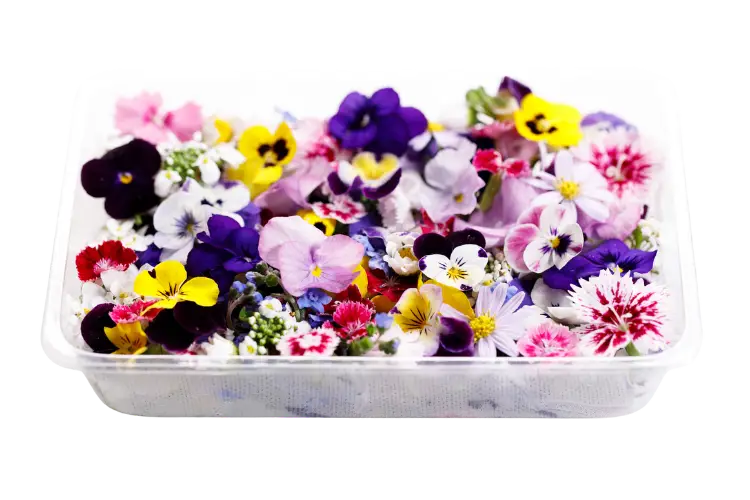 Edible Flower, Pesona dan Manfaat Tersembunyi