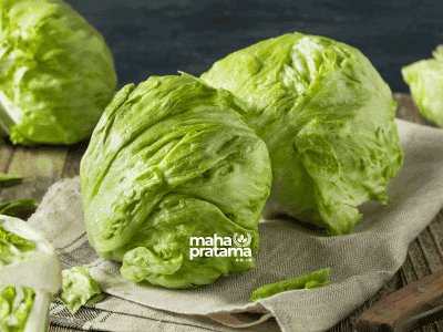 Premium Franchise Industry Iceberg Lettuce Supplier